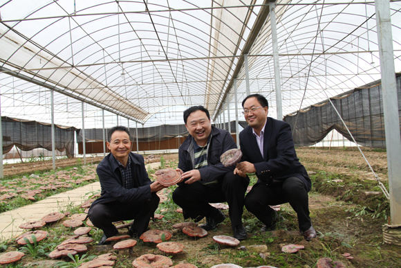 杭州亞運會官方靈芝產(chǎn)品供應(yīng)商|杭州亞運會官方供應(yīng)商|中國靈芝十大品牌|仙客來靈芝|仙客來靈芝破壁孢子粉|仙客來孢子油|仙客來靈芝飲片|仙客來破壁孢子粉|靈芝孢子油|孢子粉|靈芝破壁孢子粉|靈芝|中華老字號 杭州亞運會官方靈芝產(chǎn)品供應(yīng)商|杭州亞運會官方供應(yīng)商|中國靈芝十大品牌|仙客來靈芝|仙客來靈芝破壁孢子粉|仙客來孢子油|仙客來靈芝飲片|仙客來破壁孢子粉|靈芝孢子油|孢子粉|靈芝破壁孢子粉|靈芝|中華老字號