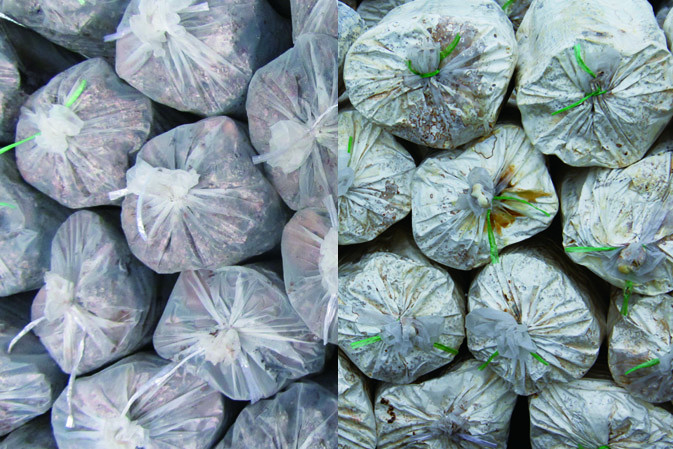 接種萌發(fā)|仙客來靈芝|中國靈芝十大品牌|中國馳名商標(biāo)|中國首家靈芝全產(chǎn)業(yè)鏈可視工廠 接種萌發(fā)|仙客來靈芝|中國靈芝十大品牌|中國馳名商標(biāo)|中國首家靈芝全產(chǎn)業(yè)鏈可視工廠