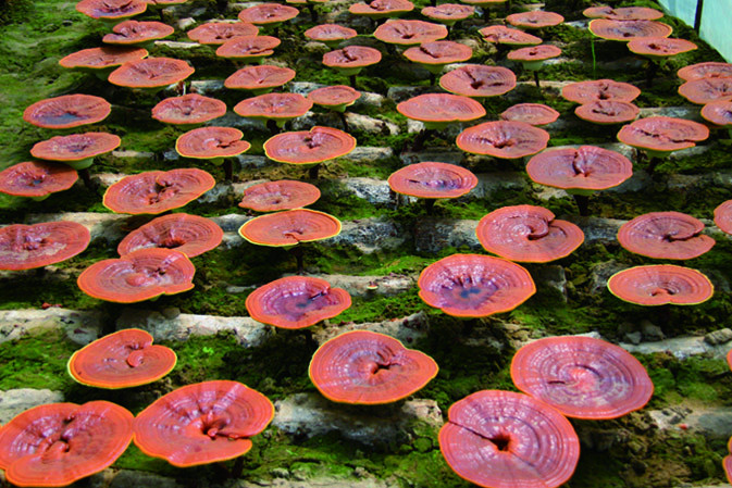 靈芝開傘成長期|仙客來靈芝|中國靈芝十大品牌|中國馳名商標(biāo)|中國首家靈芝全產(chǎn)業(yè)鏈可視工廠 靈芝開傘成長期|仙客來靈芝|中國靈芝十大品牌|中國馳名商標(biāo)|中國首家靈芝全產(chǎn)業(yè)鏈可視工廠