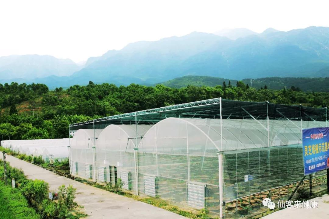 中國靈芝十大品牌|仙客來靈芝|仙客來靈芝破壁孢子粉|仙客來孢子油|仙客來靈芝飲片|仙客來破壁孢子粉|仙客來靈芝中藥飲片|馳名商標(biāo)|www.yuayua.cn| 中國靈芝十大品牌|仙客來靈芝|仙客來靈芝破壁孢子粉|仙客來孢子油|仙客來靈芝飲片|仙客來破壁孢子粉|仙客來靈芝中藥飲片|馳名商標(biāo)|www.yuayua.cn|