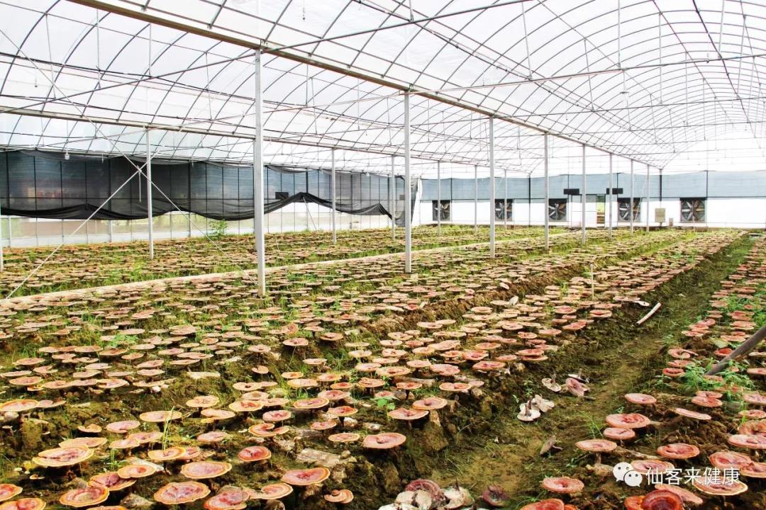 中國靈芝十大品牌|仙客來靈芝|仙客來靈芝破壁孢子粉|仙客來孢子油|仙客來靈芝飲片|仙客來破壁孢子粉|仙客來靈芝中藥飲片|馳名商標(biāo)|www.yuayua.cn| 中國靈芝十大品牌|仙客來靈芝|仙客來靈芝破壁孢子粉|仙客來孢子油|仙客來靈芝飲片|仙客來破壁孢子粉|仙客來靈芝中藥飲片|馳名商標(biāo)|www.yuayua.cn|