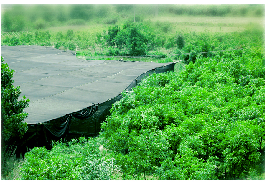 中國靈芝十大品牌|仙客來靈芝|仙客來靈芝破壁孢子粉|仙客來孢子油|仙客來靈芝飲片|仙客來破壁孢子粉|仙客來靈芝中藥飲片|馳名商標|www.yuayua.cn| 中國靈芝十大品牌|仙客來靈芝|仙客來靈芝破壁孢子粉|仙客來孢子油|仙客來靈芝飲片|仙客來破壁孢子粉|仙客來靈芝中藥飲片|馳名商標|www.yuayua.cn|