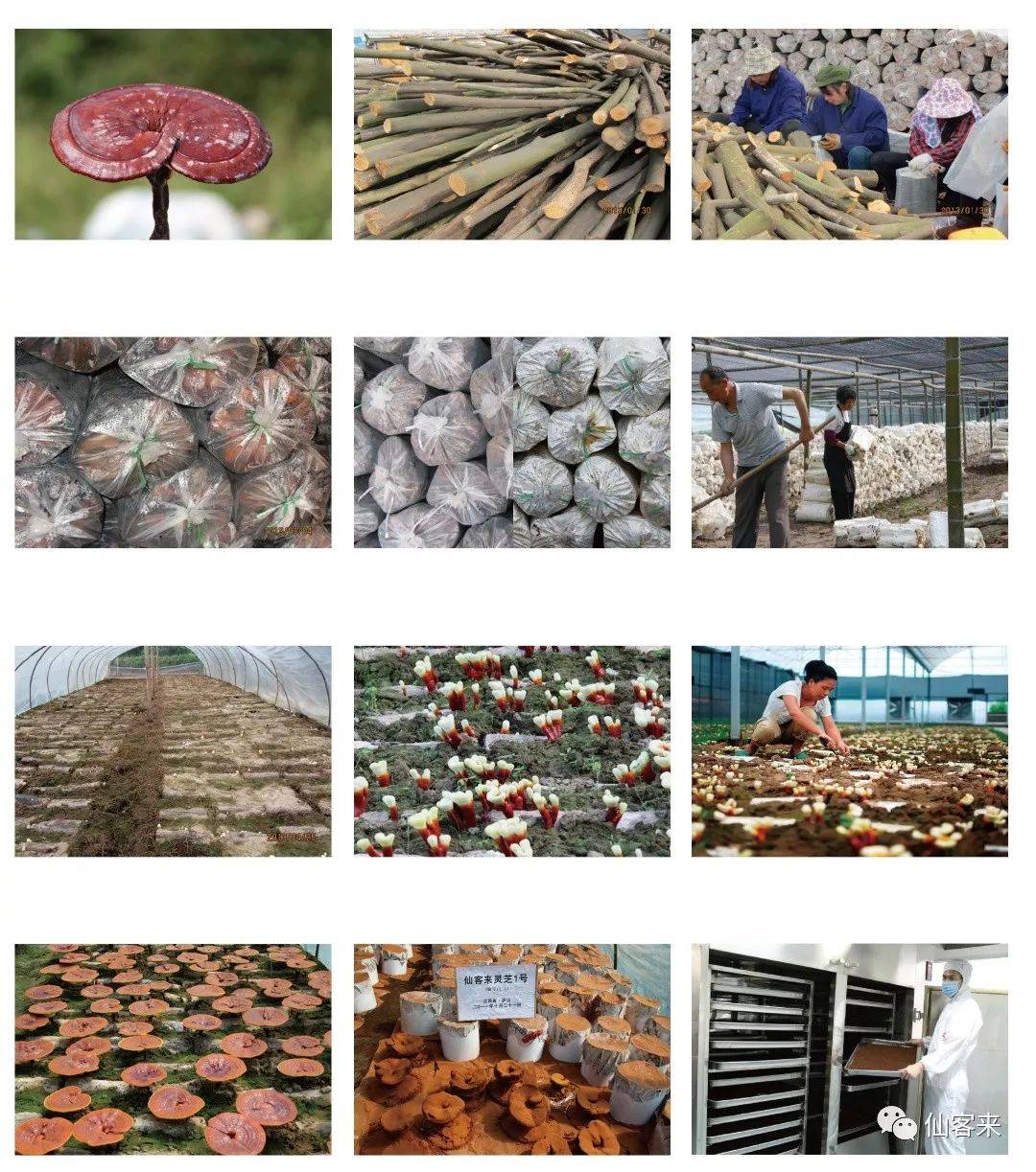 中國(guó)靈芝十大品牌|仙客來(lái)靈芝|仙客來(lái)靈芝破壁孢子粉|仙客來(lái)孢子油|仙客來(lái)靈芝飲片|仙客來(lái)破壁孢子粉|仙客來(lái)靈芝中藥飲片|馳名商標(biāo)|www.yuayua.cn|