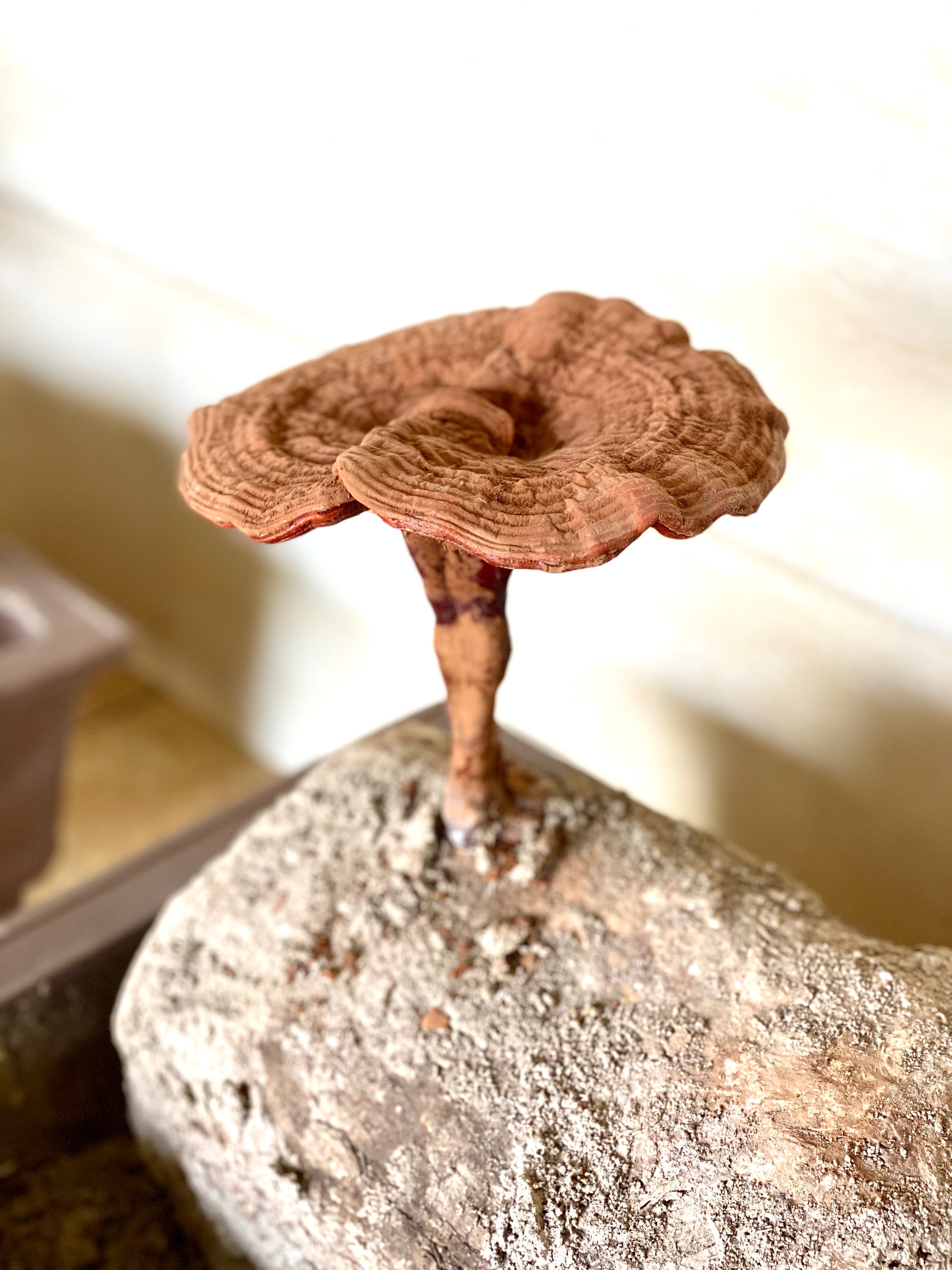 杭州亞運(yùn)會(huì)官方靈芝產(chǎn)品供應(yīng)商|杭州亞運(yùn)會(huì)官方供應(yīng)商|中國(guó)靈芝十大品牌|仙客來(lái)靈芝|仙客來(lái)靈芝破壁孢子粉|仙客來(lái)孢子油|仙客來(lái)靈芝飲片|仙客來(lái)破壁孢子粉|靈芝孢子油|孢子粉|靈芝破壁孢子粉|靈芝|中華老字號(hào) 杭州亞運(yùn)會(huì)官方靈芝產(chǎn)品供應(yīng)商|杭州亞運(yùn)會(huì)官方供應(yīng)商|中國(guó)靈芝十大品牌|仙客來(lái)靈芝|仙客來(lái)靈芝破壁孢子粉|仙客來(lái)孢子油|仙客來(lái)靈芝飲片|仙客來(lái)破壁孢子粉|靈芝孢子油|孢子粉|靈芝破壁孢子粉|靈芝|中華老字號(hào)