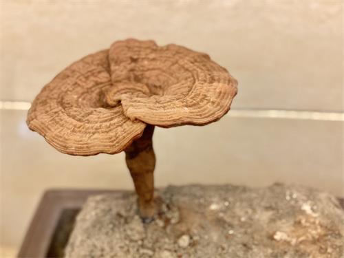 1584520699592075.jpg E59D28981803F10E6AD838742082E491.jpg