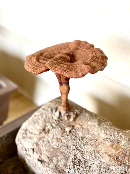 1586853263967612.jpg FE7C5942E83D5CA0AF15149CC705AD04.jpg