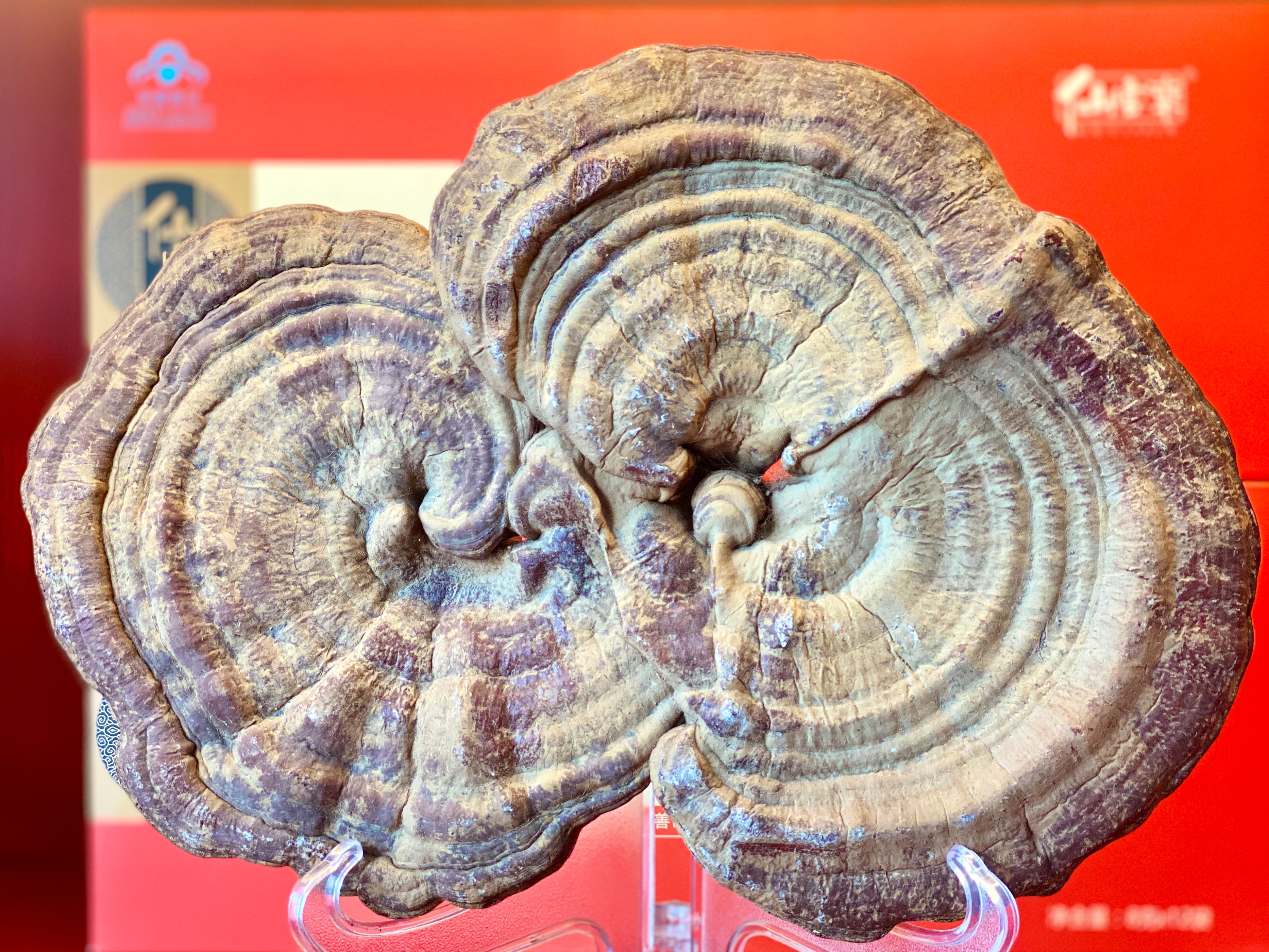 杭州亞運會官方靈芝產(chǎn)品供應(yīng)商|杭州亞運會官方供應(yīng)商|中國靈芝十大品牌|仙客來靈芝|仙客來靈芝破壁孢子粉|仙客來孢子油|仙客來靈芝飲片|仙客來破壁孢子粉|靈芝孢子油|孢子粉|靈芝破壁孢子粉|靈芝|中華老字號 杭州亞運會官方靈芝產(chǎn)品供應(yīng)商|杭州亞運會官方供應(yīng)商|中國靈芝十大品牌|仙客來靈芝|仙客來靈芝破壁孢子粉|仙客來孢子油|仙客來靈芝飲片|仙客來破壁孢子粉|靈芝孢子油|孢子粉|靈芝破壁孢子粉|靈芝|中華老字號