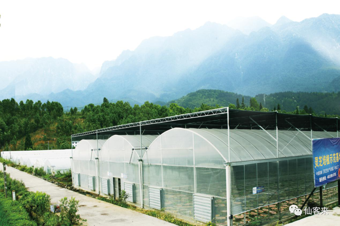 杭州亞運(yùn)會(huì)官方靈芝產(chǎn)品供應(yīng)商|杭州亞運(yùn)會(huì)官方供應(yīng)商|中國(guó)靈芝十大品牌|仙客來靈芝|仙客來靈芝破壁孢子粉|仙客來孢子油|仙客來靈芝飲片|仙客來破壁孢子粉|靈芝孢子油|孢子粉|靈芝破壁孢子粉|靈芝|中華老字號(hào) 杭州亞運(yùn)會(huì)官方靈芝產(chǎn)品供應(yīng)商|杭州亞運(yùn)會(huì)官方供應(yīng)商|中國(guó)靈芝十大品牌|仙客來靈芝|仙客來靈芝破壁孢子粉|仙客來孢子油|仙客來靈芝飲片|仙客來破壁孢子粉|靈芝孢子油|孢子粉|靈芝破壁孢子粉|靈芝|中華老字號(hào)