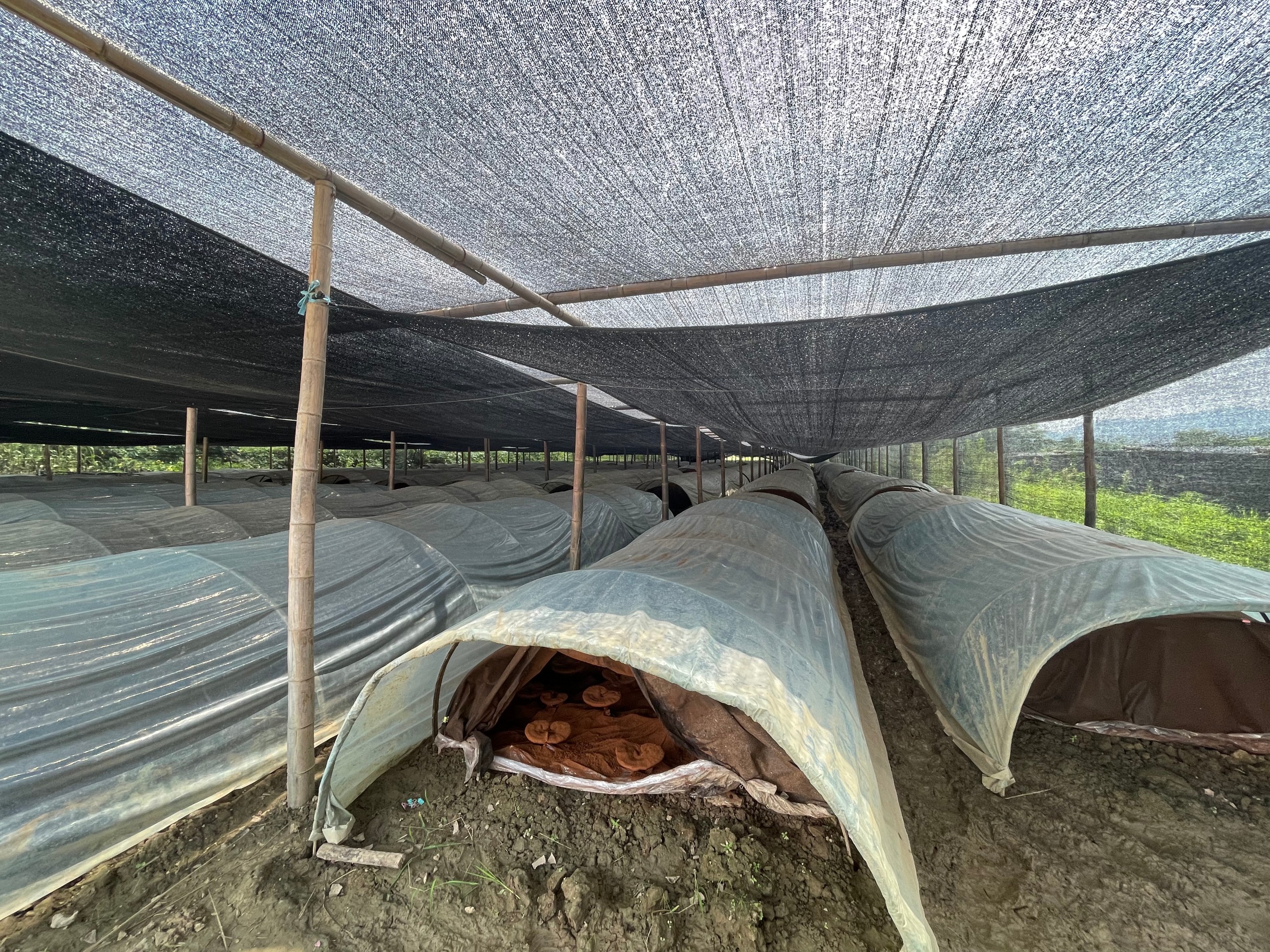 杭州亞運(yùn)會官方靈芝產(chǎn)品供應(yīng)商|杭州亞運(yùn)會官方供應(yīng)商|中國靈芝十大品牌|仙客來靈芝|仙客來靈芝破壁孢子粉|仙客來孢子油|仙客來靈芝飲片|仙客來破壁孢子粉|靈芝孢子油|孢子粉|靈芝破壁孢子粉|靈芝|中華老字號