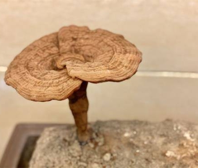 靈芝對亞健康人群的保健作用